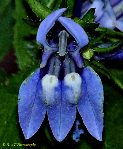 {Lobelia siphilitica}